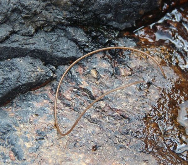 铁线虫怎么杀死？