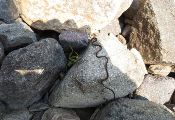 铁线虫怎么杀死？