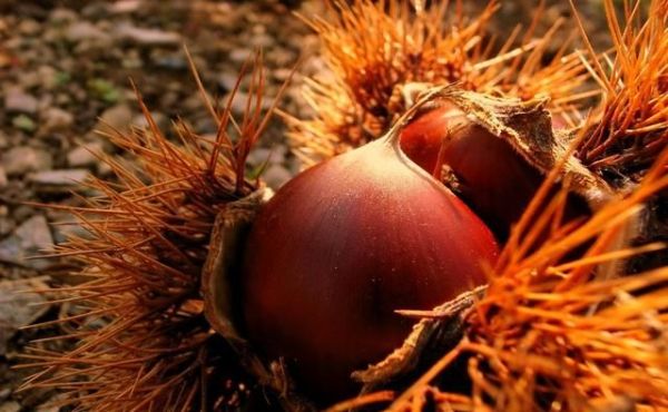 唐宋诗词中的霜降，好一个愁字了得