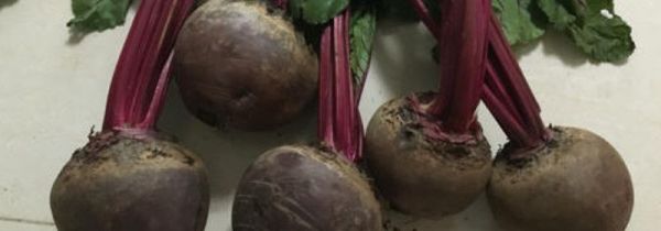 哪些人不宜吃紫菜头