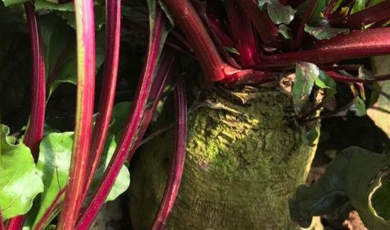 哪些人不宜吃紫菜头