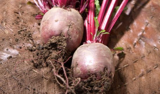 哪些人不宜吃紫菜头