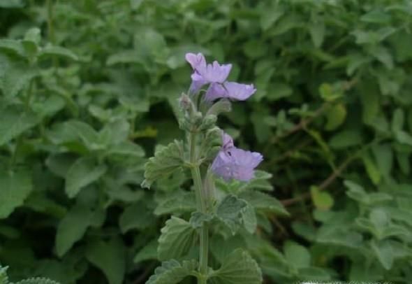 猫薄荷是什么？有什么作用？