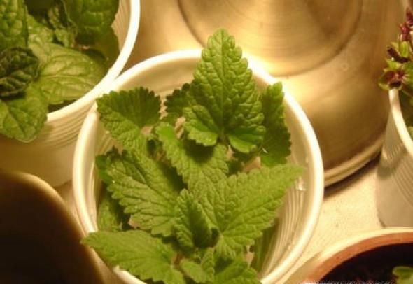 猫薄荷是什么？有什么作用？