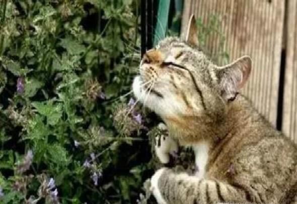 猫薄荷是什么？有什么作用？