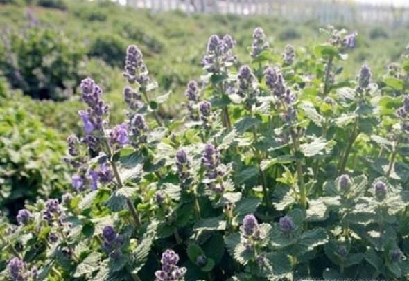 猫薄荷是什么？有什么作用？