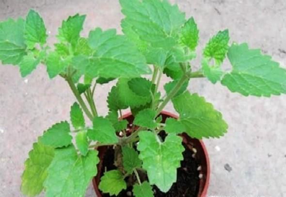 猫薄荷是什么？有什么作用？