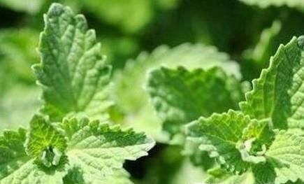 猫薄荷是什么？有什么作用？