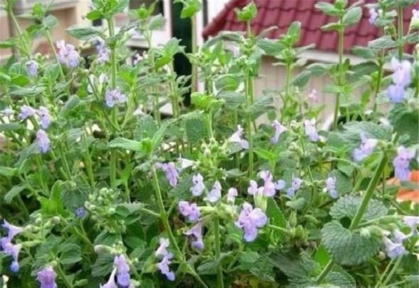 猫薄荷是什么？有什么作用？