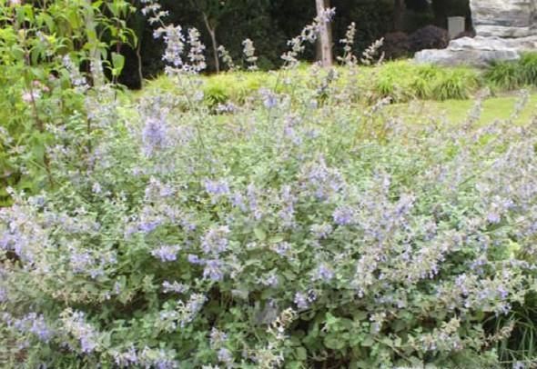 猫薄荷是什么？有什么作用？