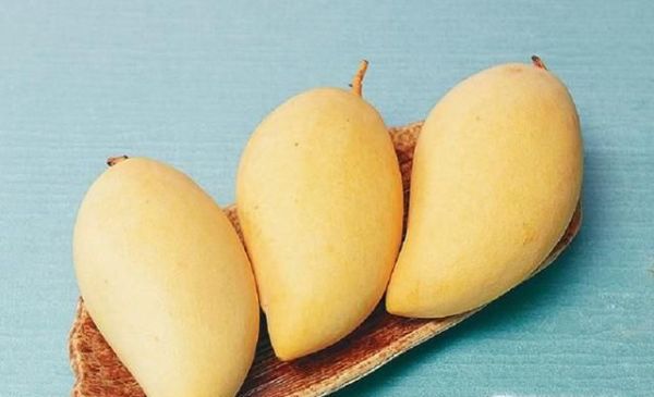 芒果控看过了 常见芒果分类