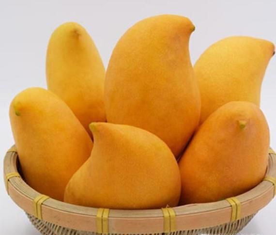 芒果控看过了 常见芒果分类