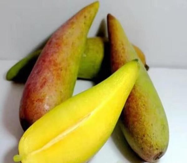 芒果控看过了 常见芒果分类