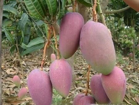 芒果控看过了 常见芒果分类