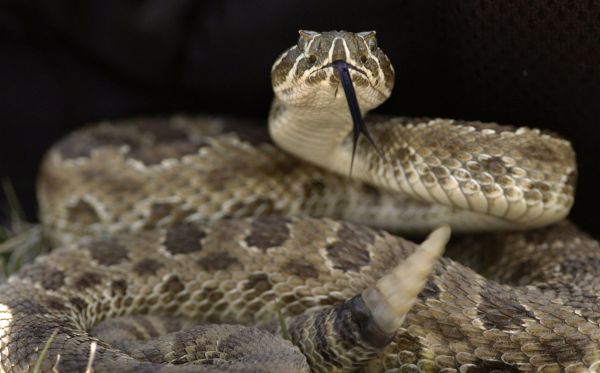 响尾蛇的尾巴有什么作用?