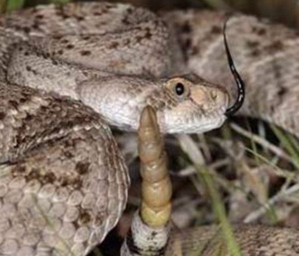 响尾蛇的尾巴有什么作用?