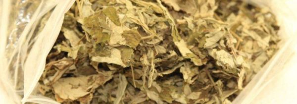 经期可以艾叶水泡脚吗