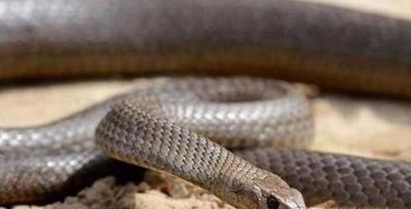 世界上最毒的10大动物排行榜