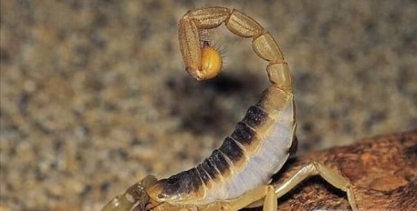 世界上最毒的10大动物排行榜