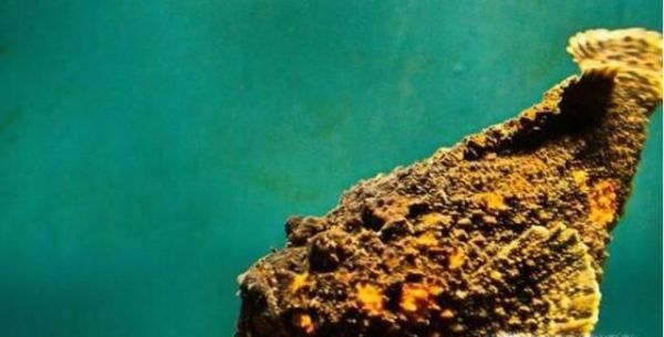 世界上最毒的10大动物排行榜