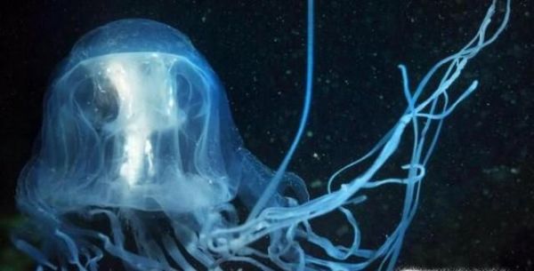 世界上最毒的10大动物排行榜