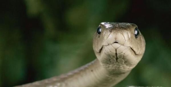 世界上最毒的10大动物排行榜