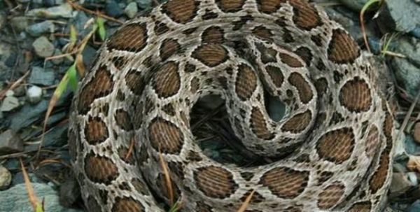 世界上最毒的10大动物排行榜