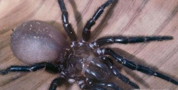 世界上最毒的10大动物排行榜