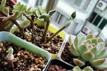 家里有黑色小飞虫怎么办，花盆有小飞虫怎么办