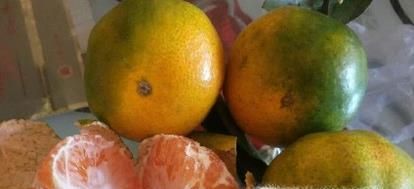 家里有黑色小飞虫怎么办,花盆有小飞虫怎么办