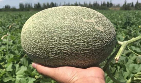 哈密瓜软绵绵的不脆是坏了吗