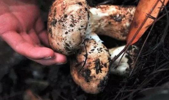 松茸可以冷冻保存吗