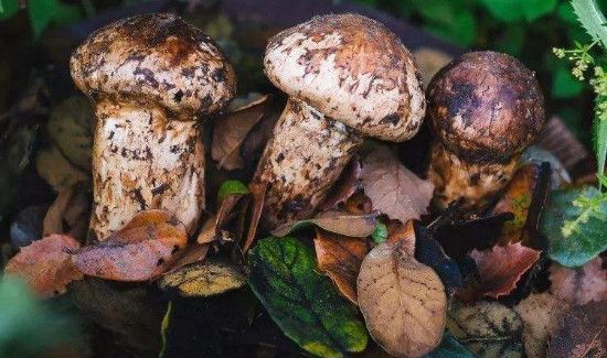 松茸可以冷冻保存吗