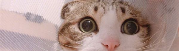 瓜皮是什么意思？