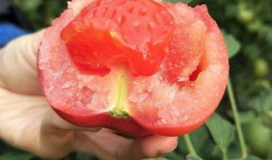 西红柿和李子能同时吃吗