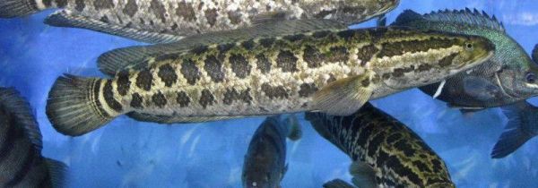 黑鱼不能和什么一起吃