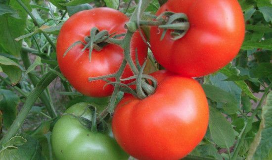 桃和西红柿可以一起吃吗