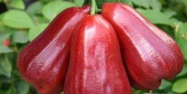 应季水果有哪些