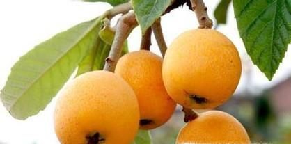 应季水果有哪些