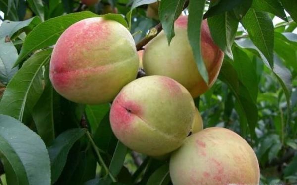 应季水果有哪些