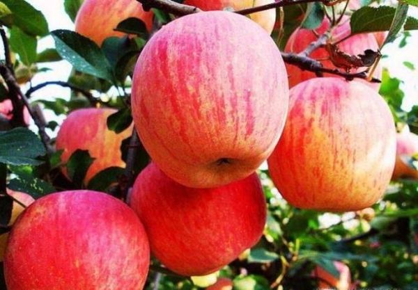 应季水果有哪些