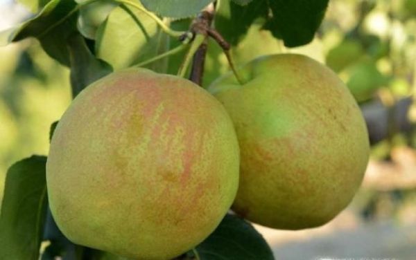 应季水果有哪些