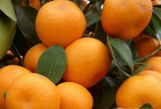 应季水果有哪些