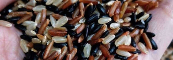 三色糙米煮饭需要提前泡吗