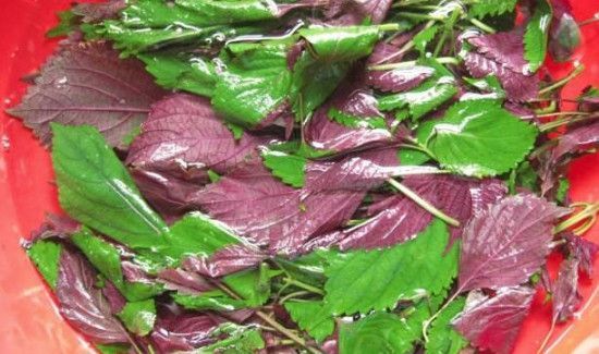 紫苏怎么保存时间更长