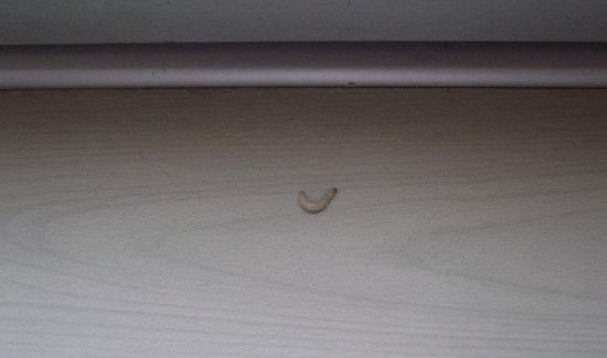 怎么去除吊顶小白肉虫