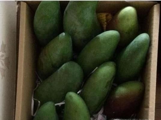 如何快速捂熟芒果？