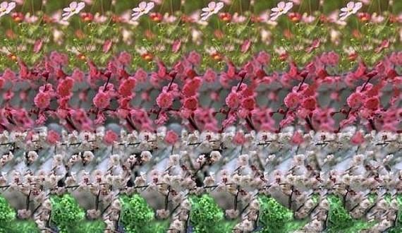 如何看三维立体图 3D图片应该怎么看