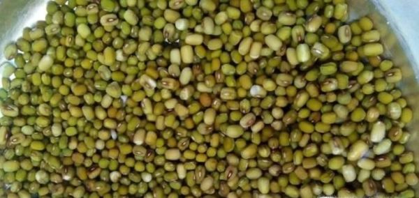 2天怎么泡绿豆发芽