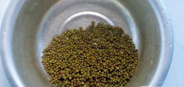 2天怎么泡绿豆发芽